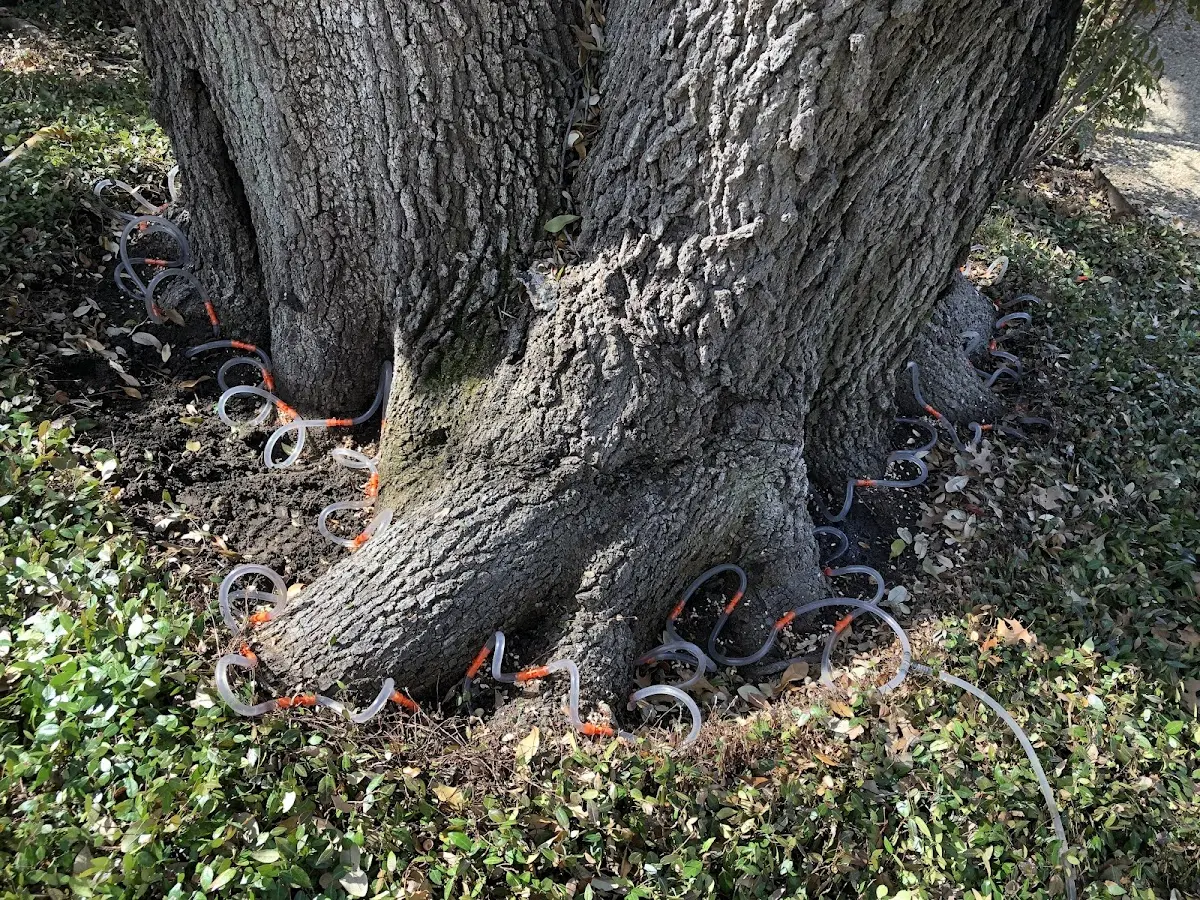 Detailed Tree Cabling and Bracing job site in Bellville